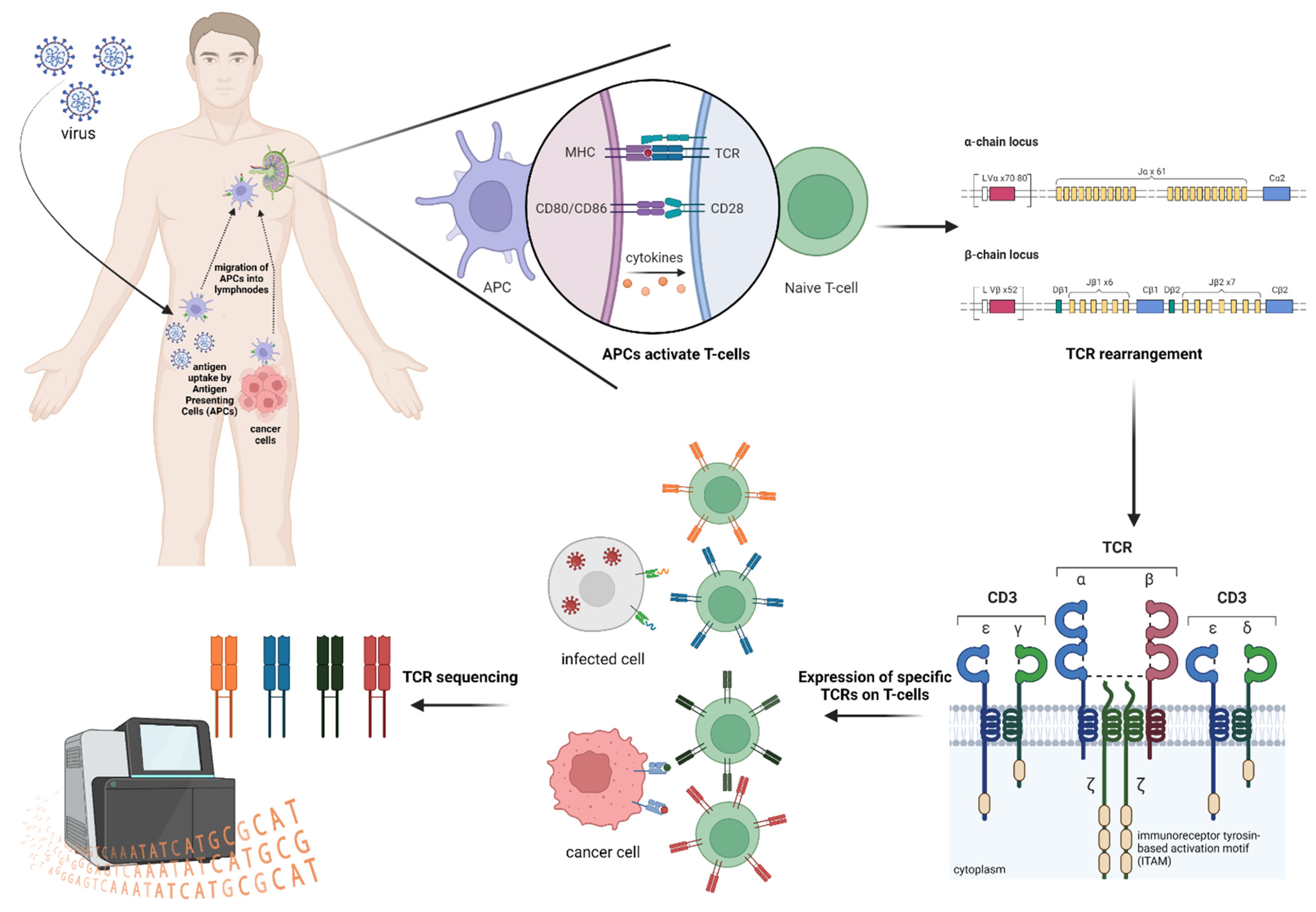 T cell receptor (TCR) and B cell receptor (BCR) repertoire sequencing: clonality, V(D)J usage, and immune diversity