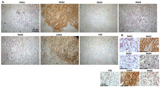 Ijms 23 08697 g005 550