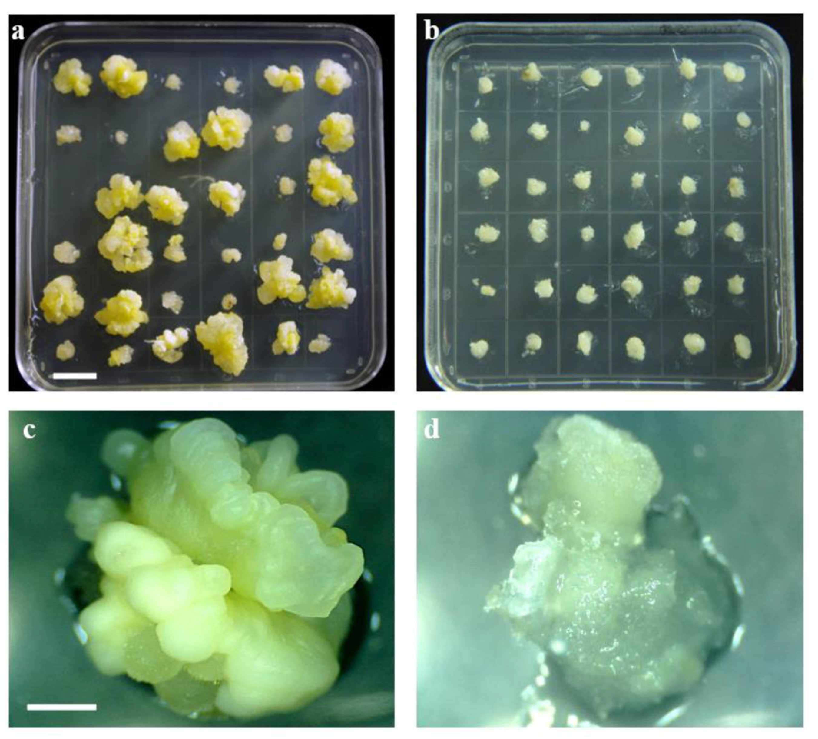 Ijms 23 08786 g001 Ijms 23 08786 g001