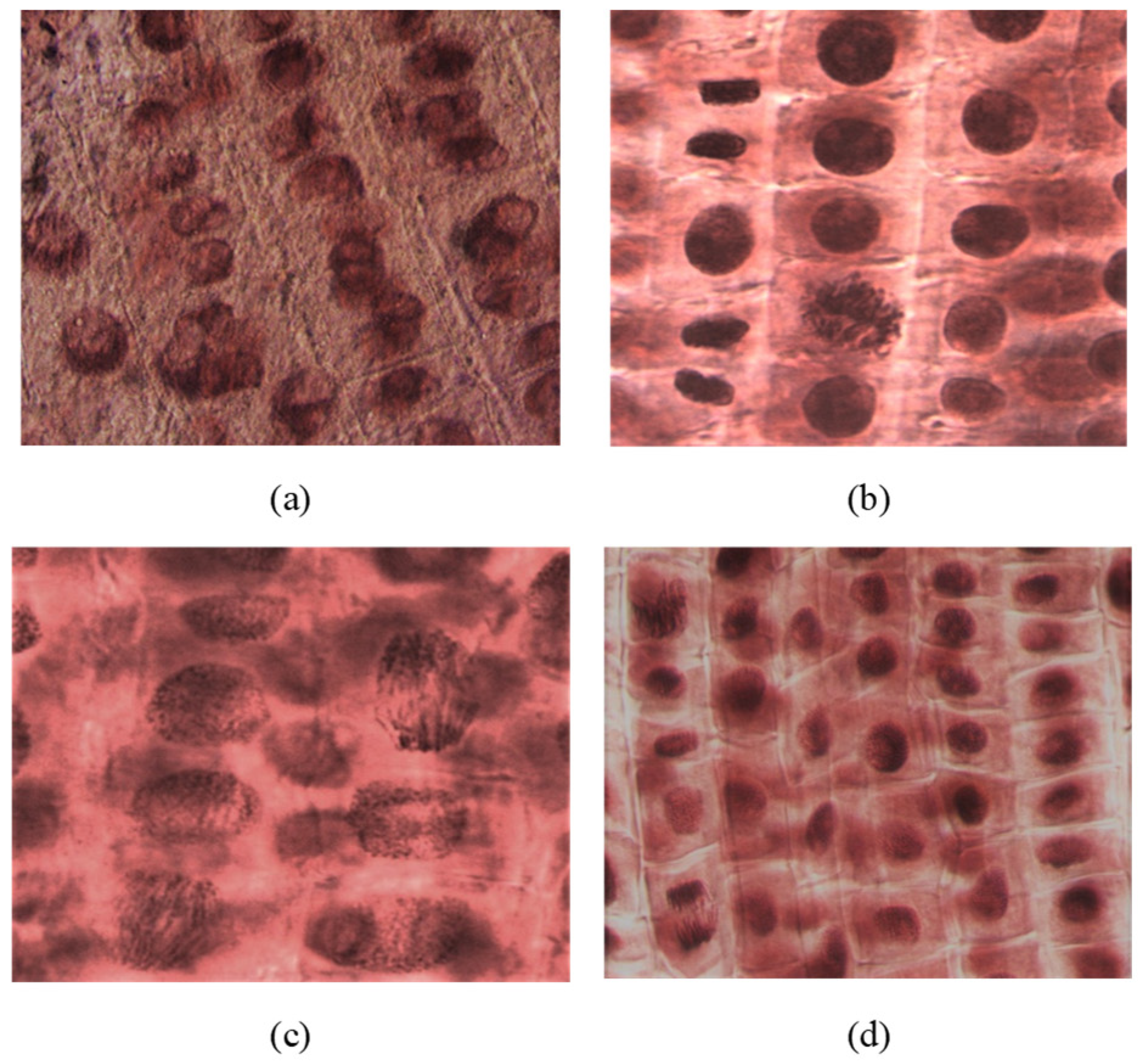 Ijms 23 08854 g006 Ijms 23 08854 g006