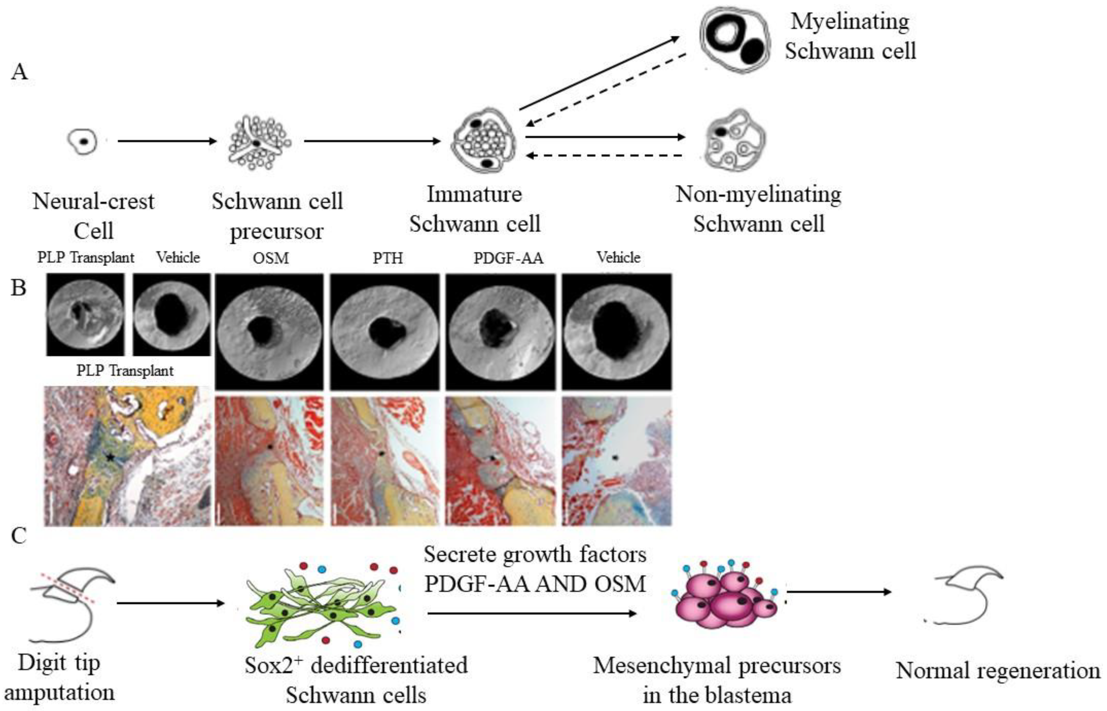 Ijms 23 08893 g002 Ijms 23 08893 g002