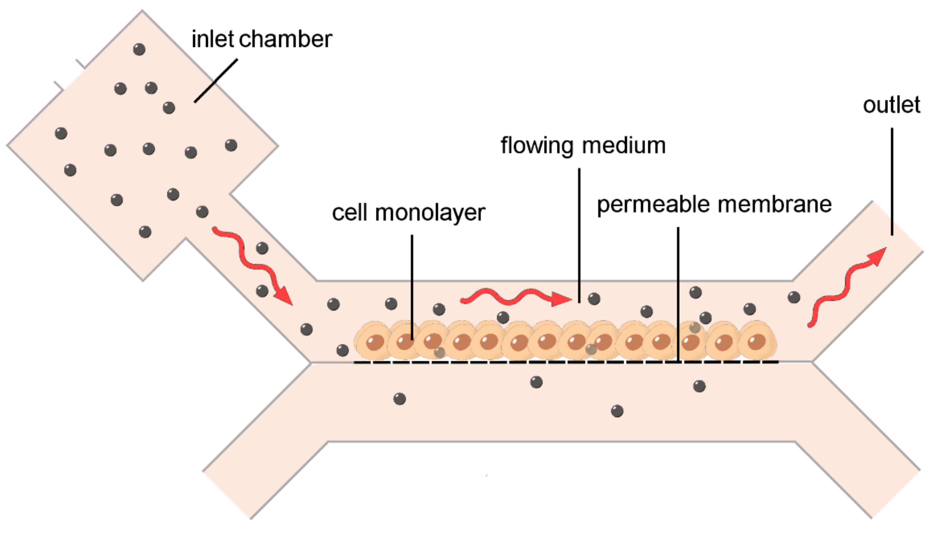 Ijms 23 08910 g003 Ijms 23 08910 g003