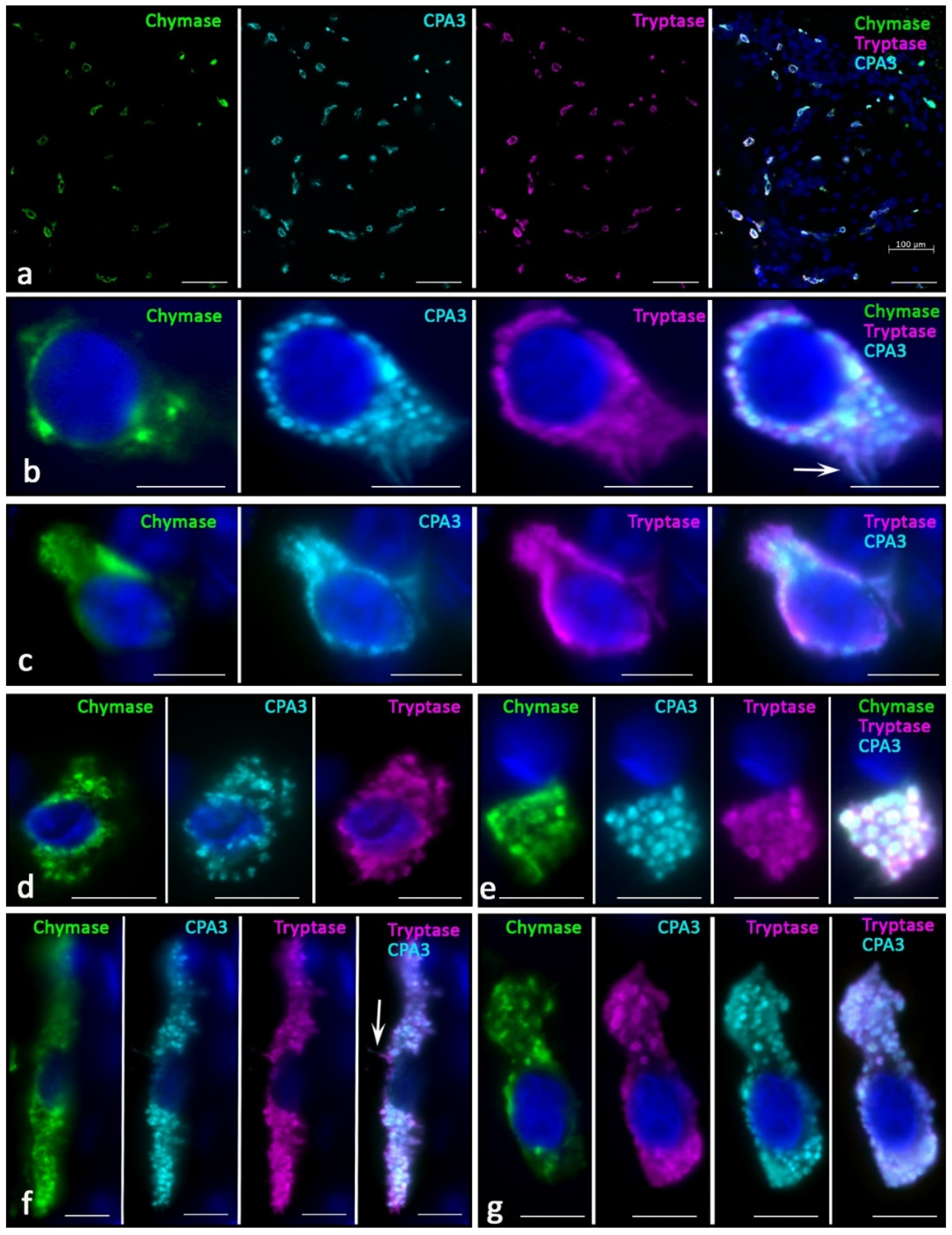 Ijms 23 08930 g001 Ijms 23 08930 g001