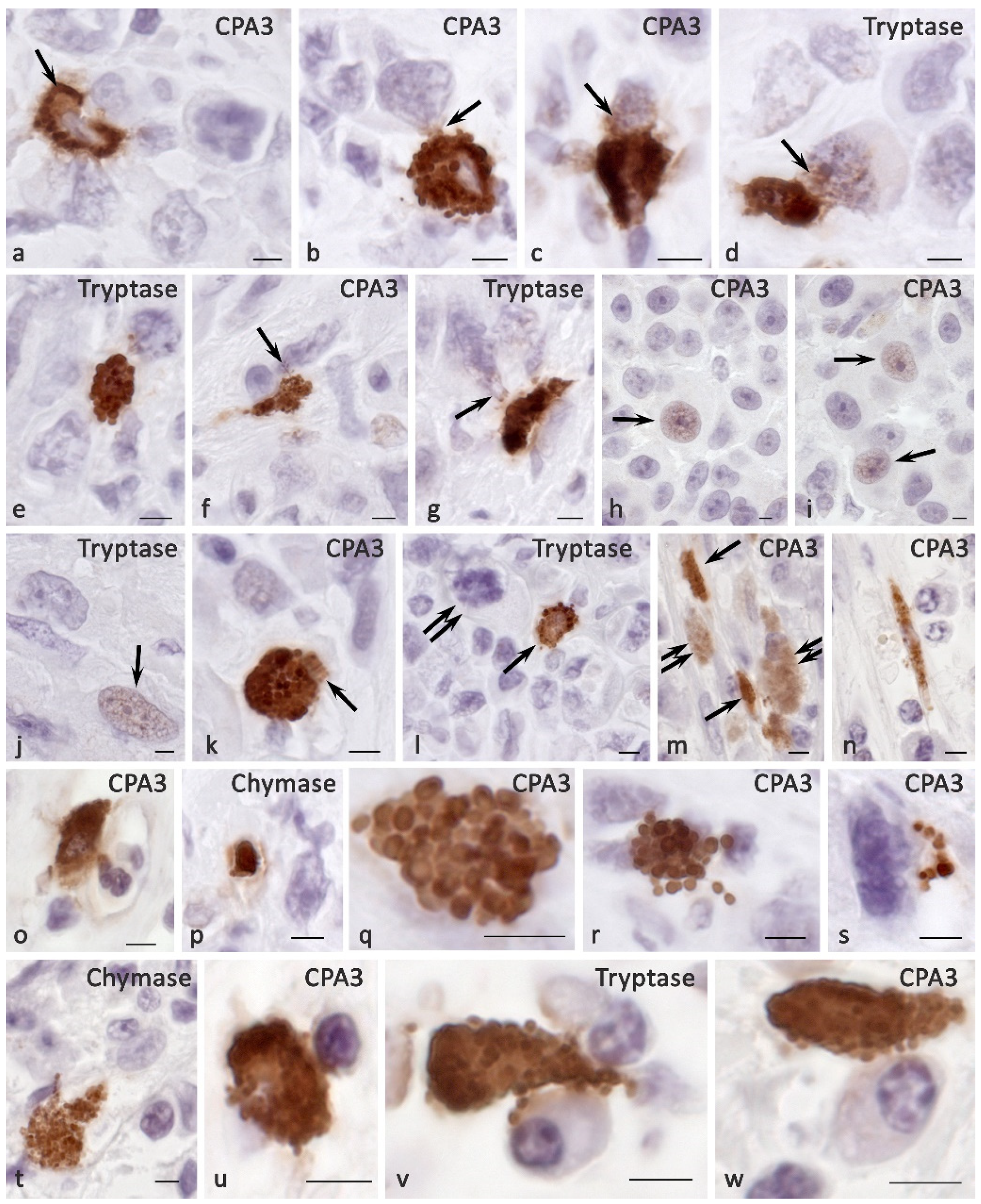 Ijms 23 08930 g005 Ijms 23 08930 g005