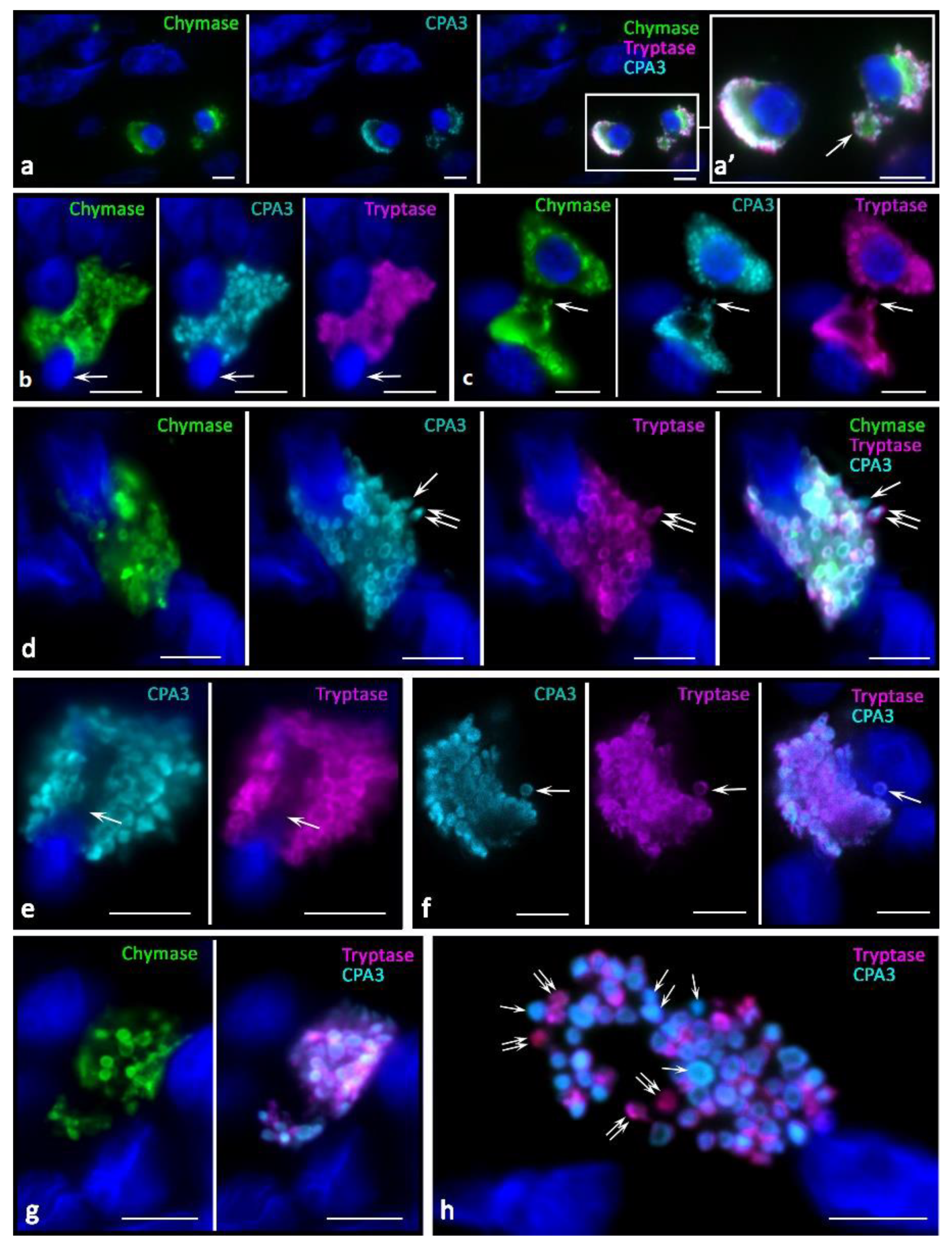 Ijms 23 08930 g006 Ijms 23 08930 g006
