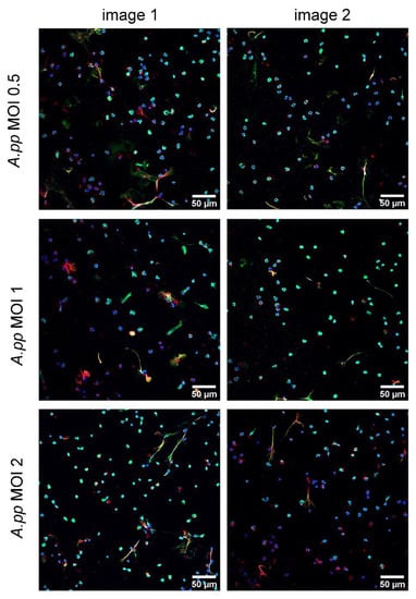 Ijms 23 08953 g0a1 550