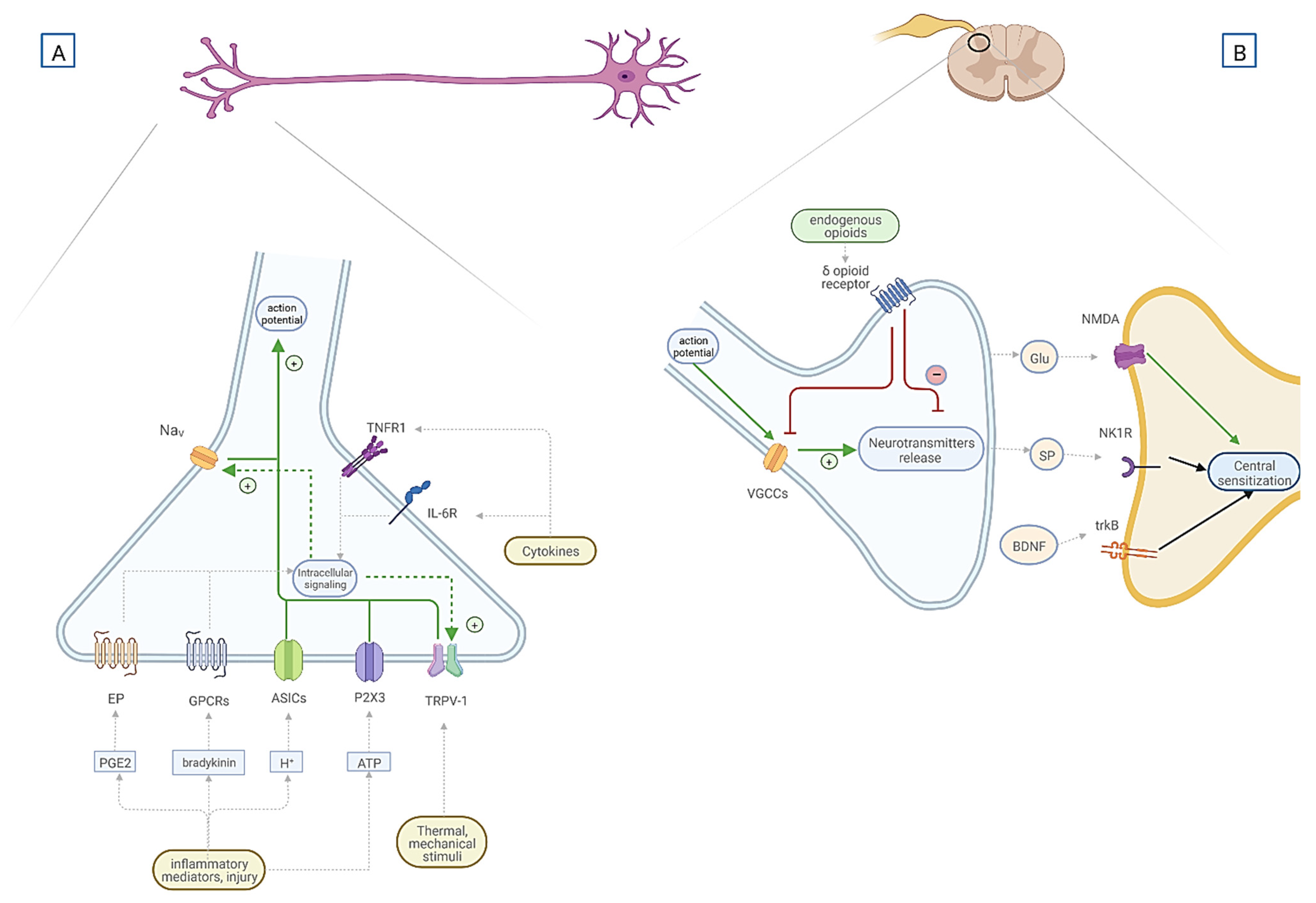 Ijms 23 09080 g001 Ijms 23 09080 g001