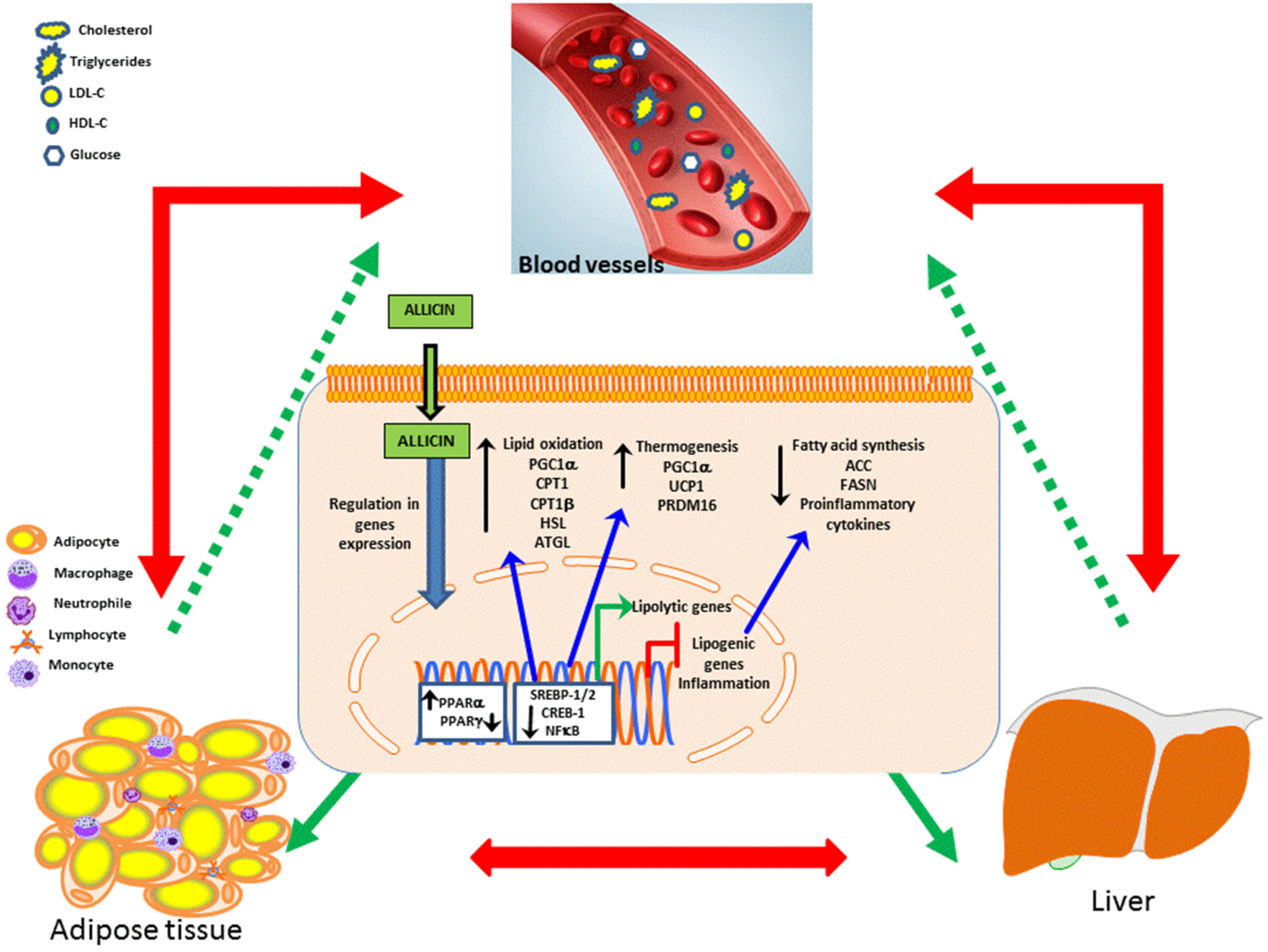 Ijms 23 09082 g003 Ijms 23 09082 g003