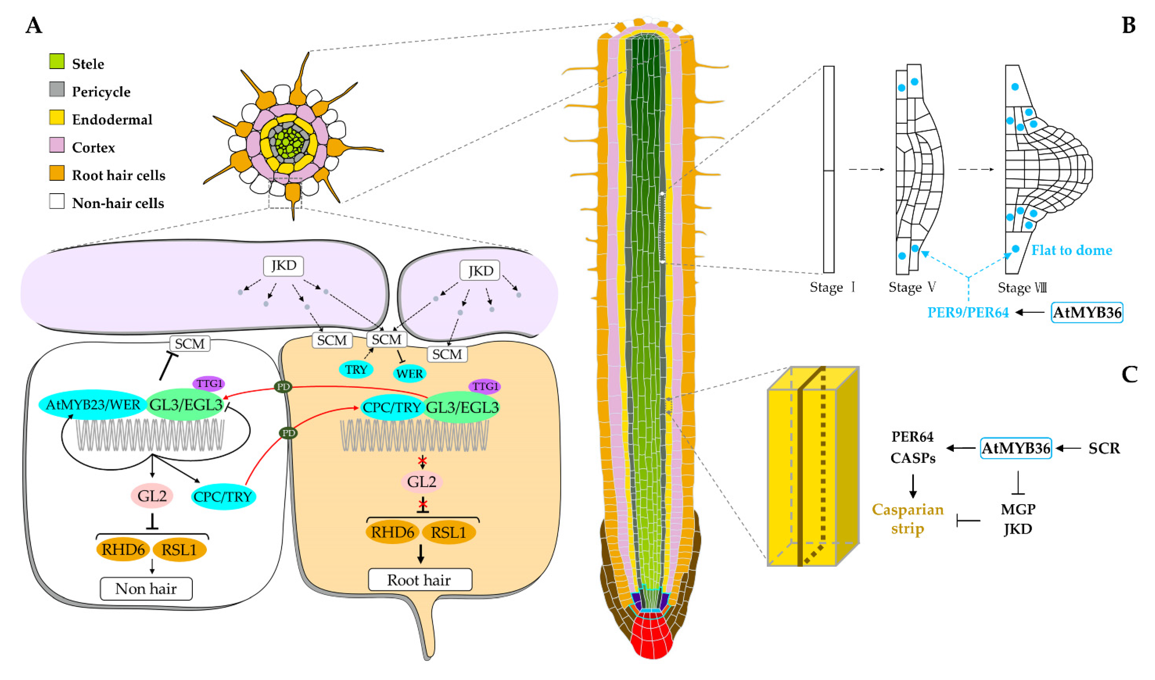 Ijms 23 09262 g001 Ijms 23 09262 g001
