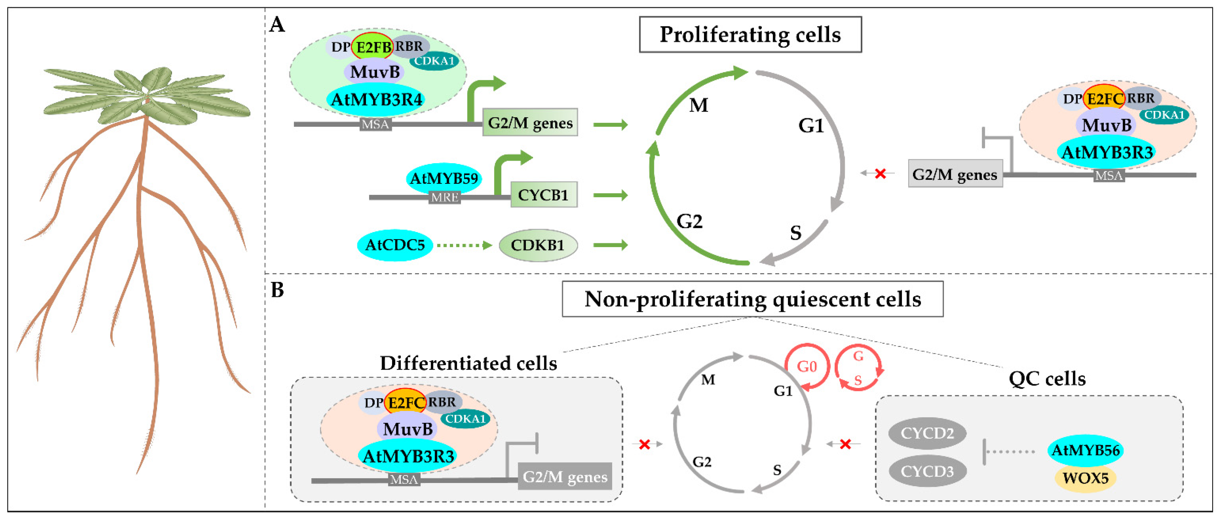 Ijms 23 09262 g002 Ijms 23 09262 g002