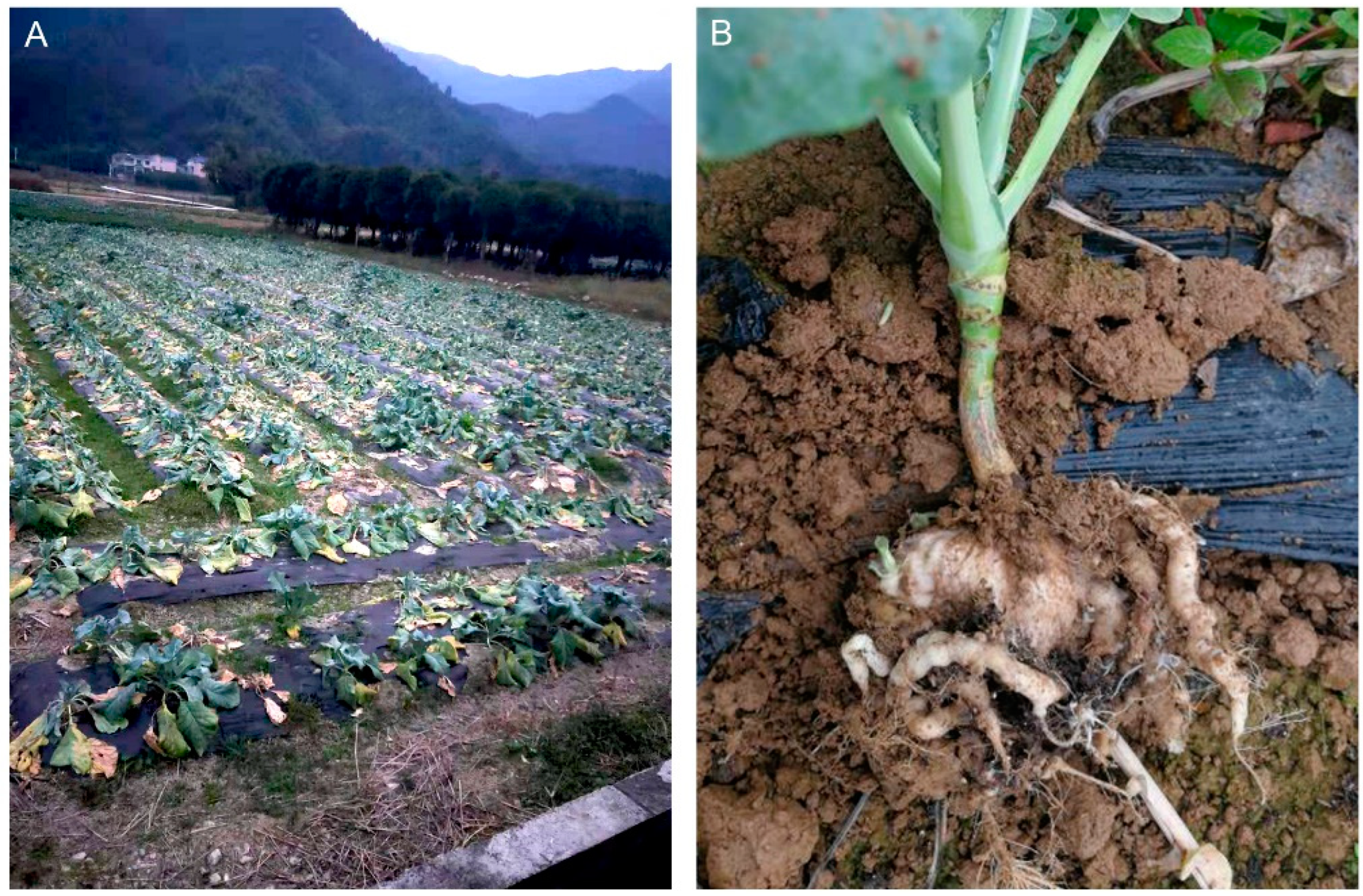 Ijms 23 09280 g001 Ijms 23 09280 g001