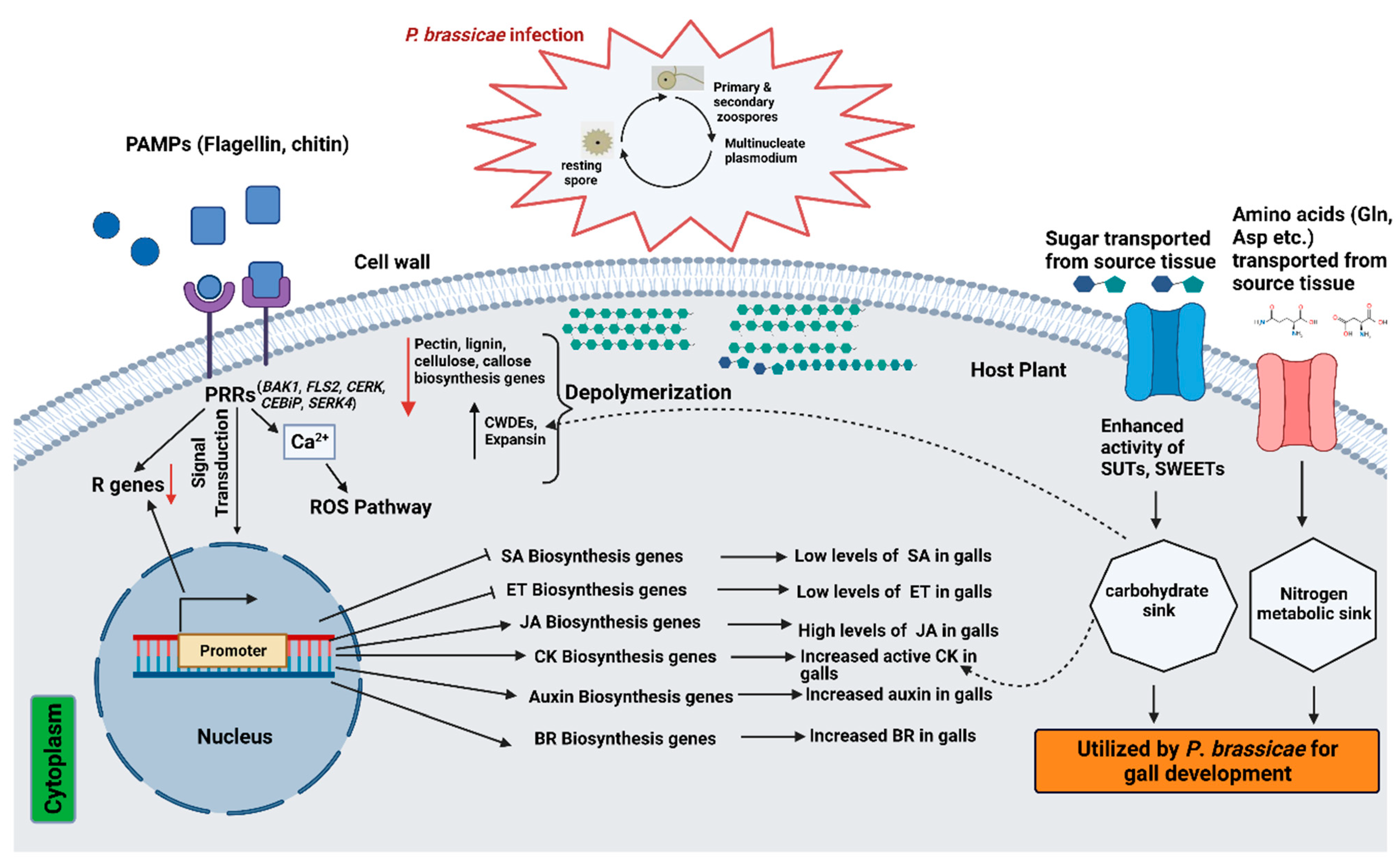 Ijms 23 09280 g002 Ijms 23 09280 g002