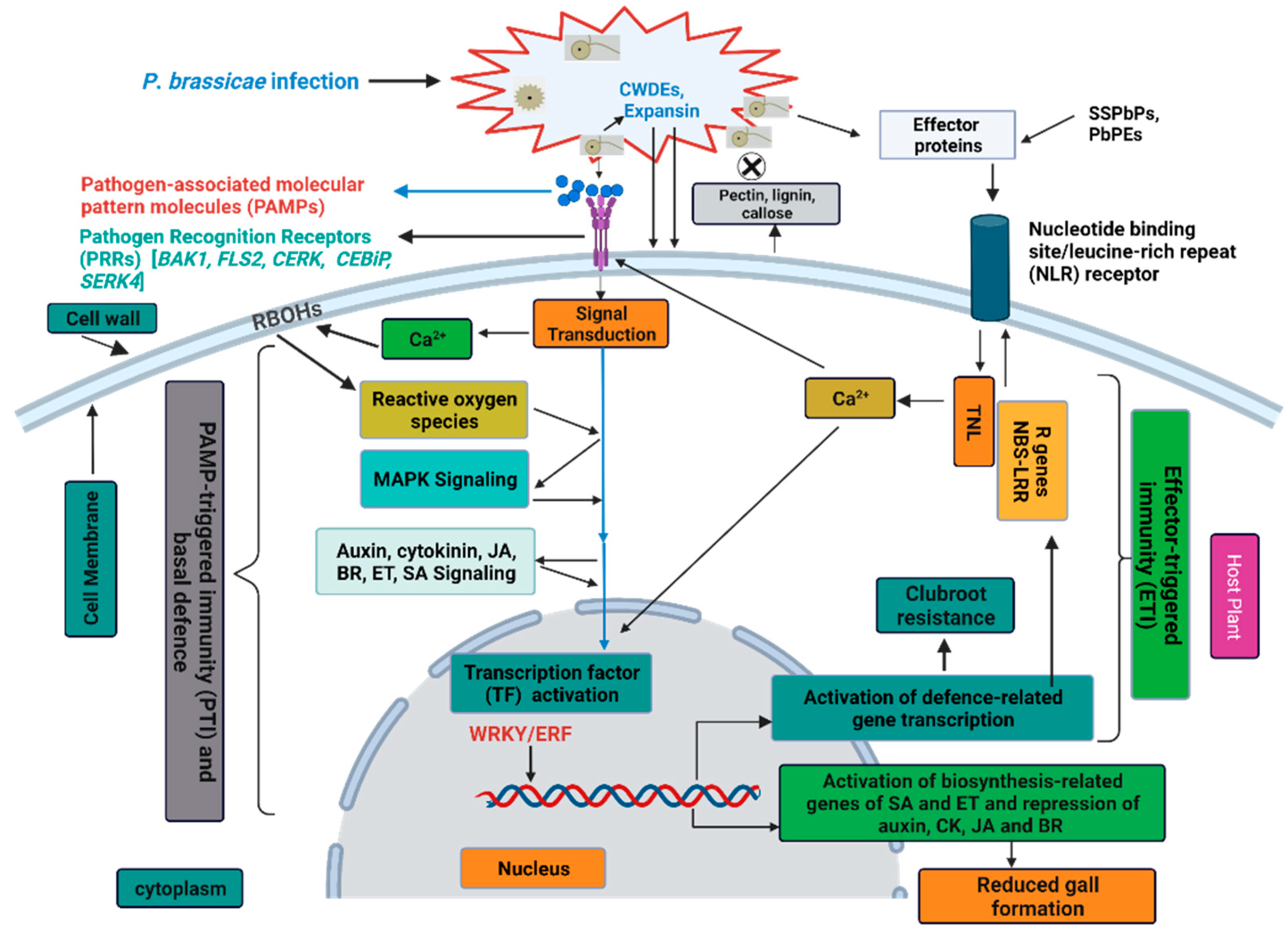 Ijms 23 09280 g003 Ijms 23 09280 g003