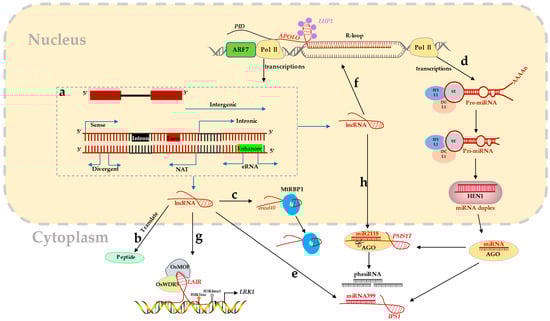 Ijms 23 09301 g001 550