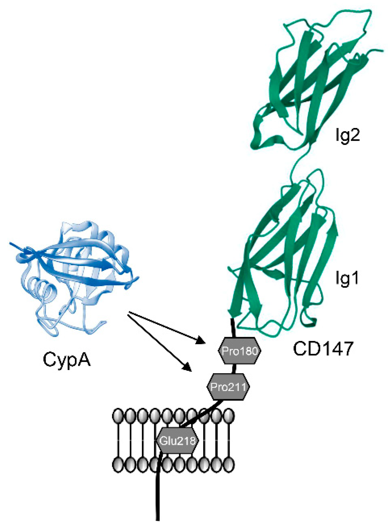 Ijms 23 09341 g003 Ijms 23 09341 g003