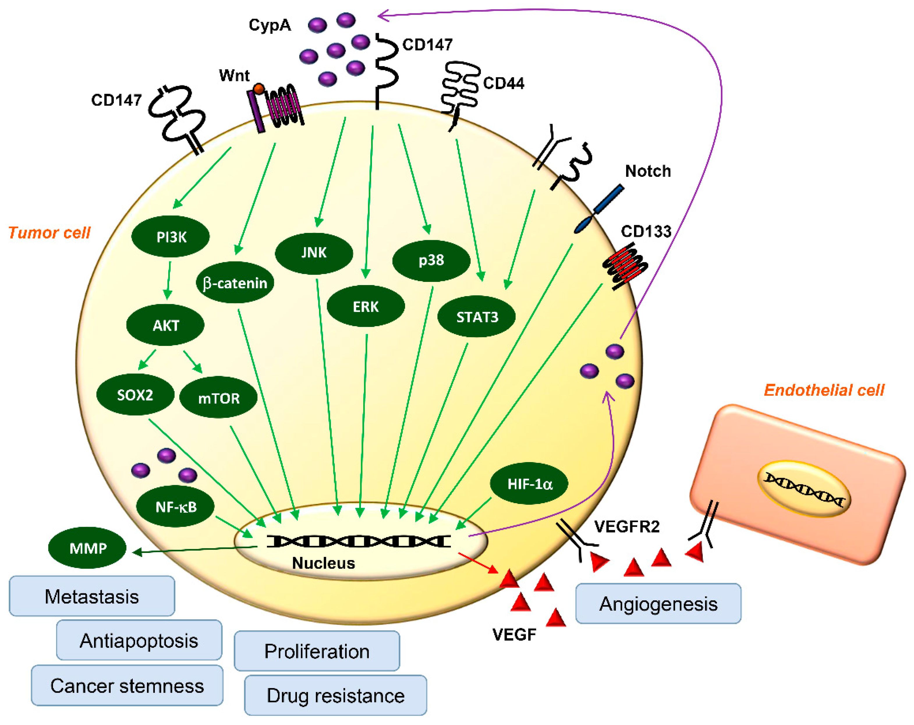 Ijms 23 09341 g004 Ijms 23 09341 g004