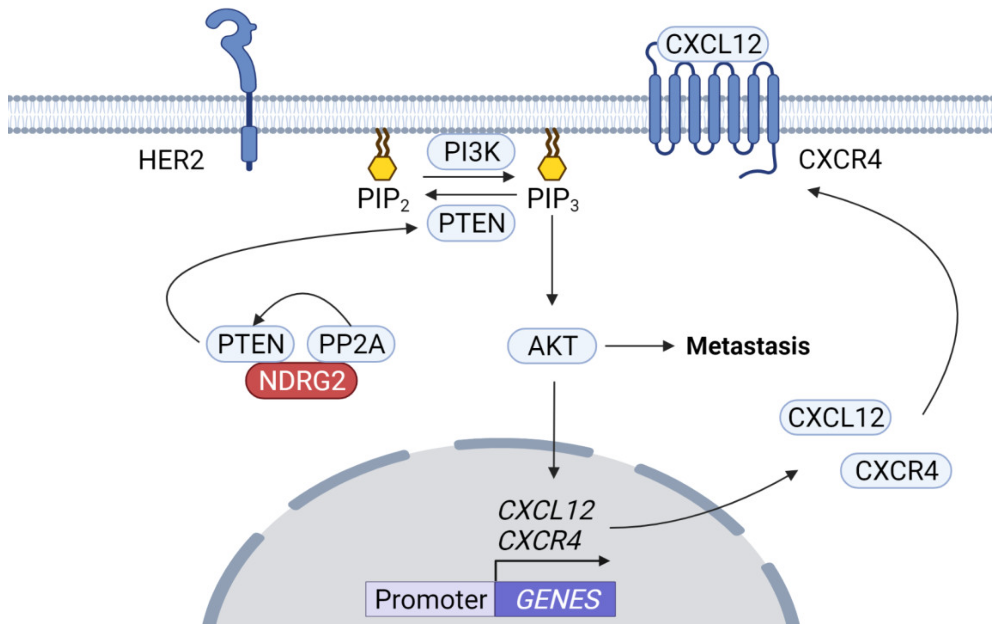 Ijms 23 09365 g001 Ijms 23 09365 g001