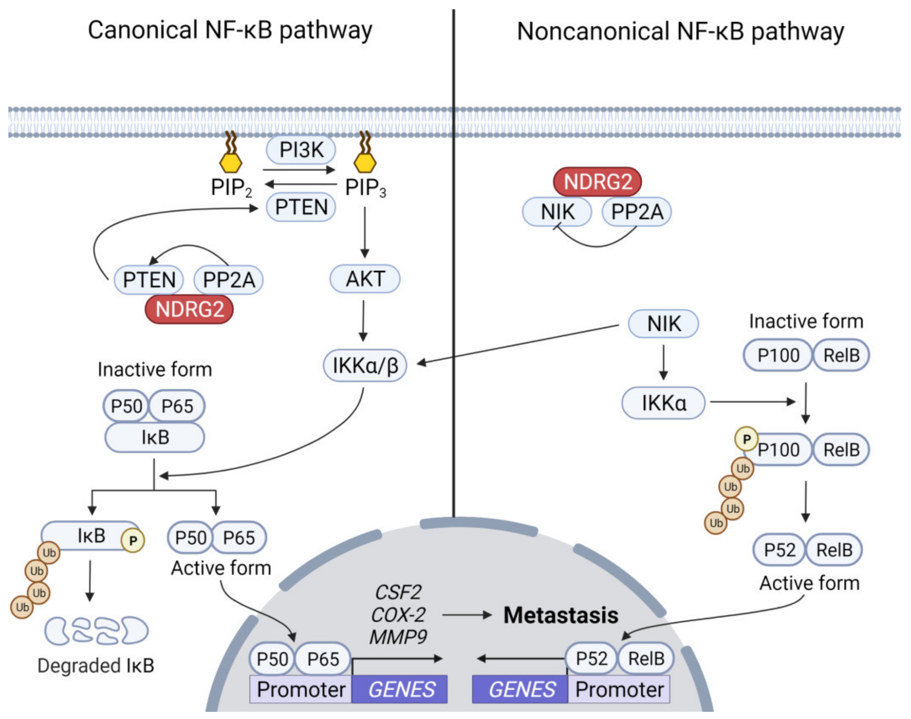 Ijms 23 09365 g002 Ijms 23 09365 g002
