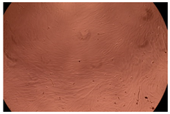 Ijms 23 09382 i002 Ijms 23 09382 i002