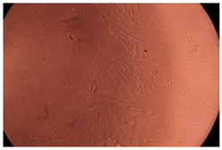 Ijms 23 09382 i003 Ijms 23 09382 i003