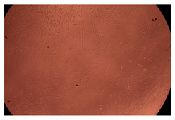 Ijms 23 09382 i006 Ijms 23 09382 i006