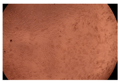 Ijms 23 09382 i007 Ijms 23 09382 i007