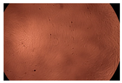 Ijms 23 09382 i010 Ijms 23 09382 i010