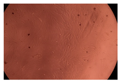 Ijms 23 09382 i011 Ijms 23 09382 i011