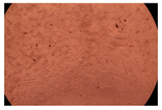 Ijms 23 09382 i013 Ijms 23 09382 i013