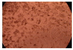 Ijms 23 09382 i014 Ijms 23 09382 i014