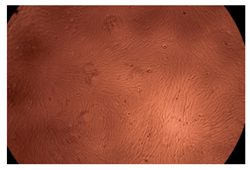 Ijms 23 09382 i016 Ijms 23 09382 i016