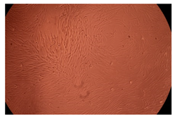 Ijms 23 09382 i018 Ijms 23 09382 i018