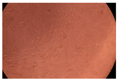 Ijms 23 09382 i019 Ijms 23 09382 i019