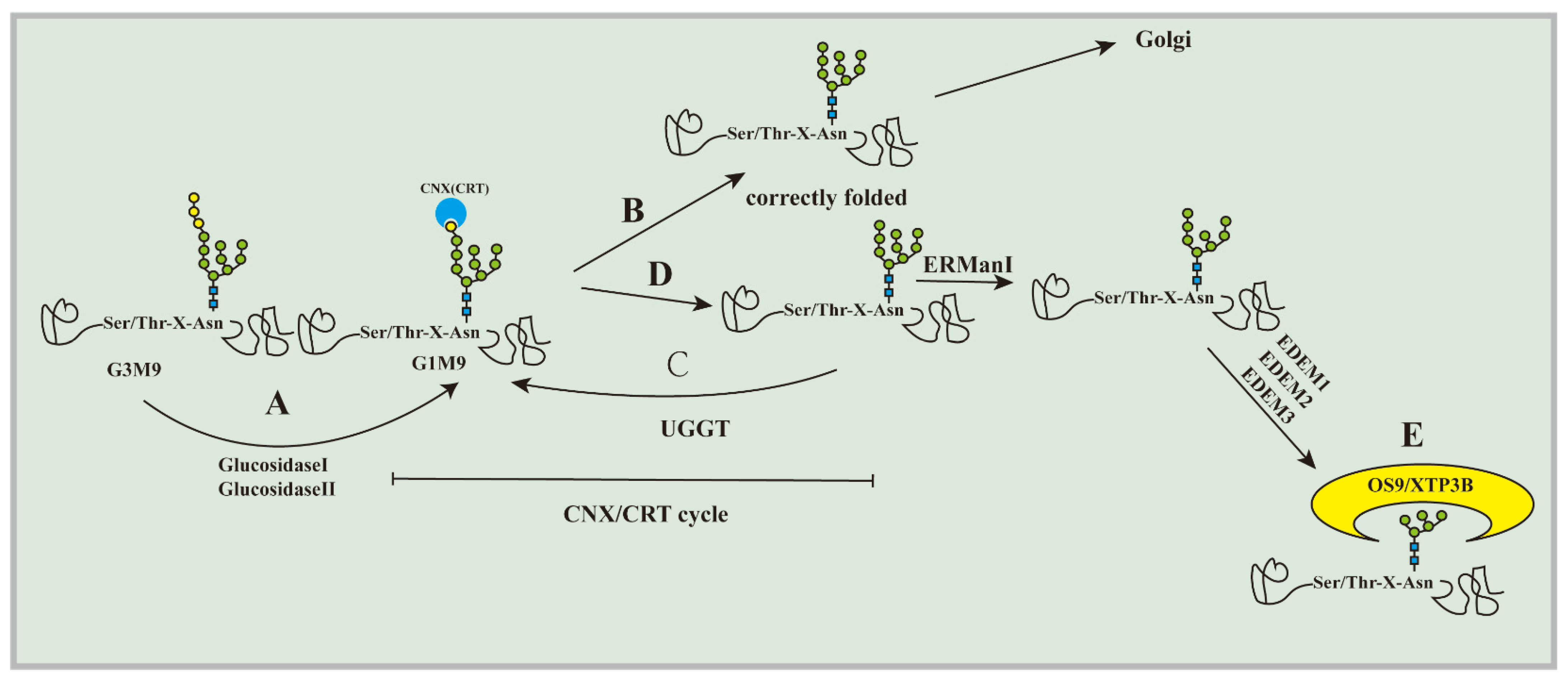 Ijms 23 09398 g001 Ijms 23 09398 g001