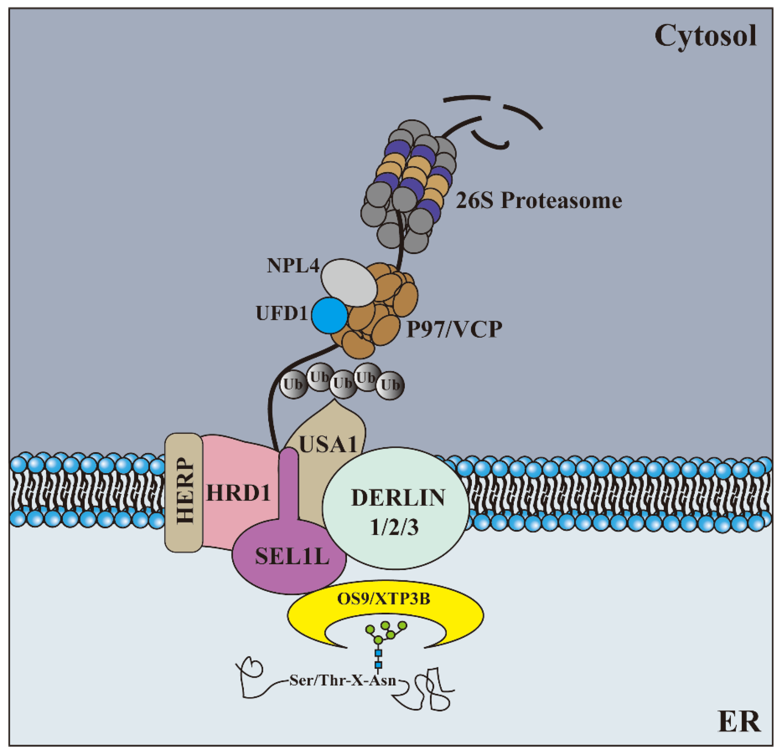 Ijms 23 09398 g002 Ijms 23 09398 g002