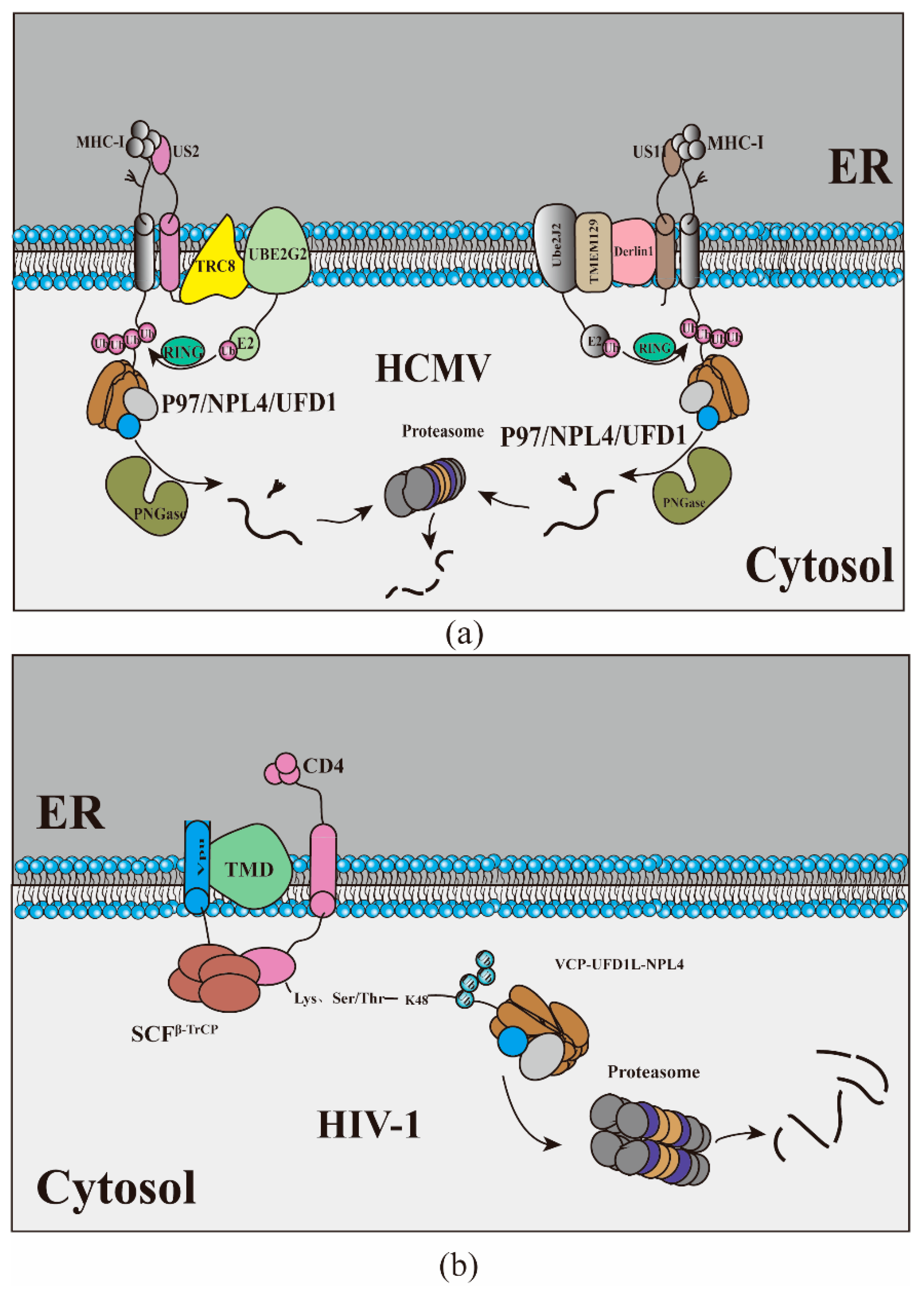 Ijms 23 09398 g003 Ijms 23 09398 g003