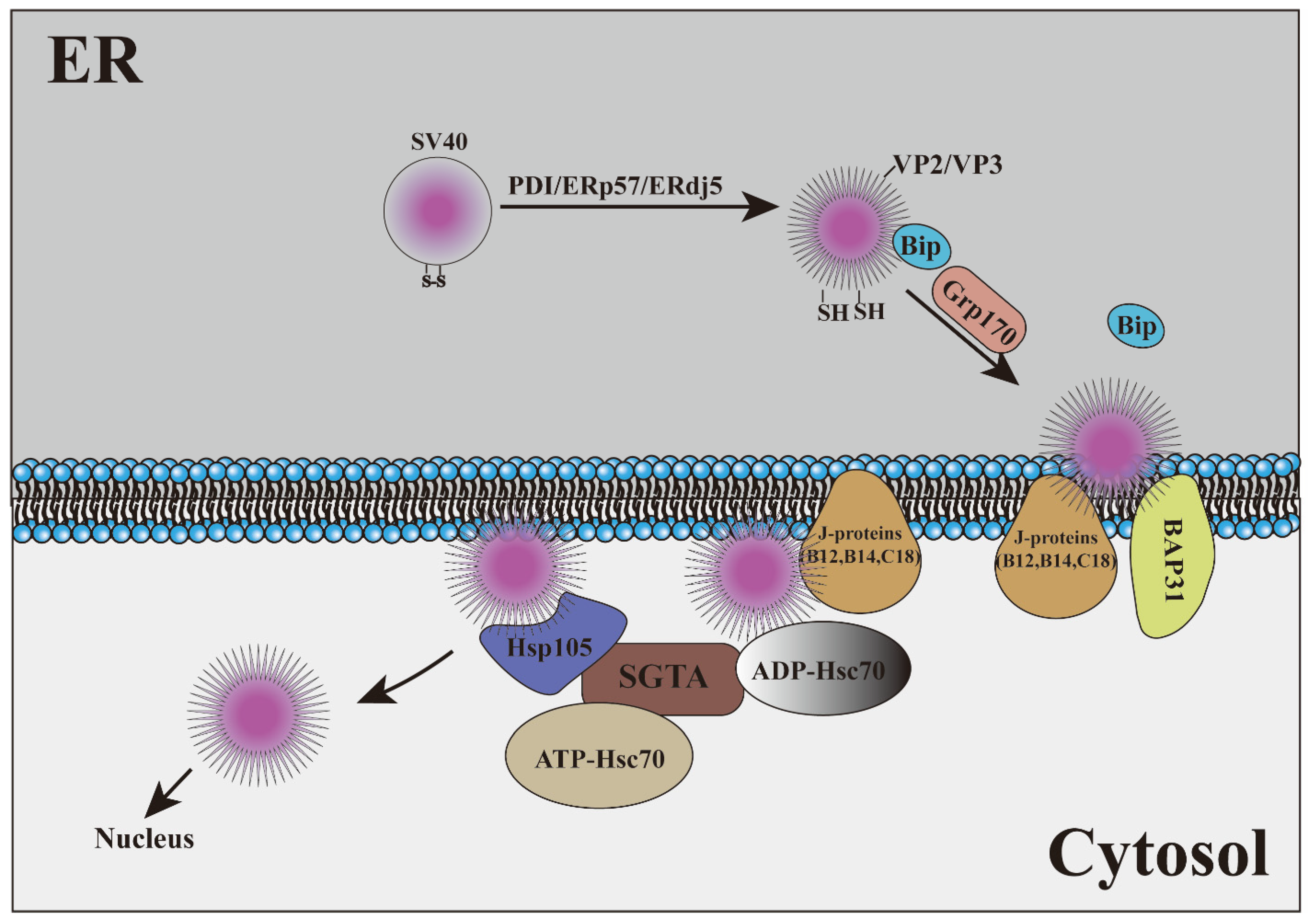 Ijms 23 09398 g004 Ijms 23 09398 g004
