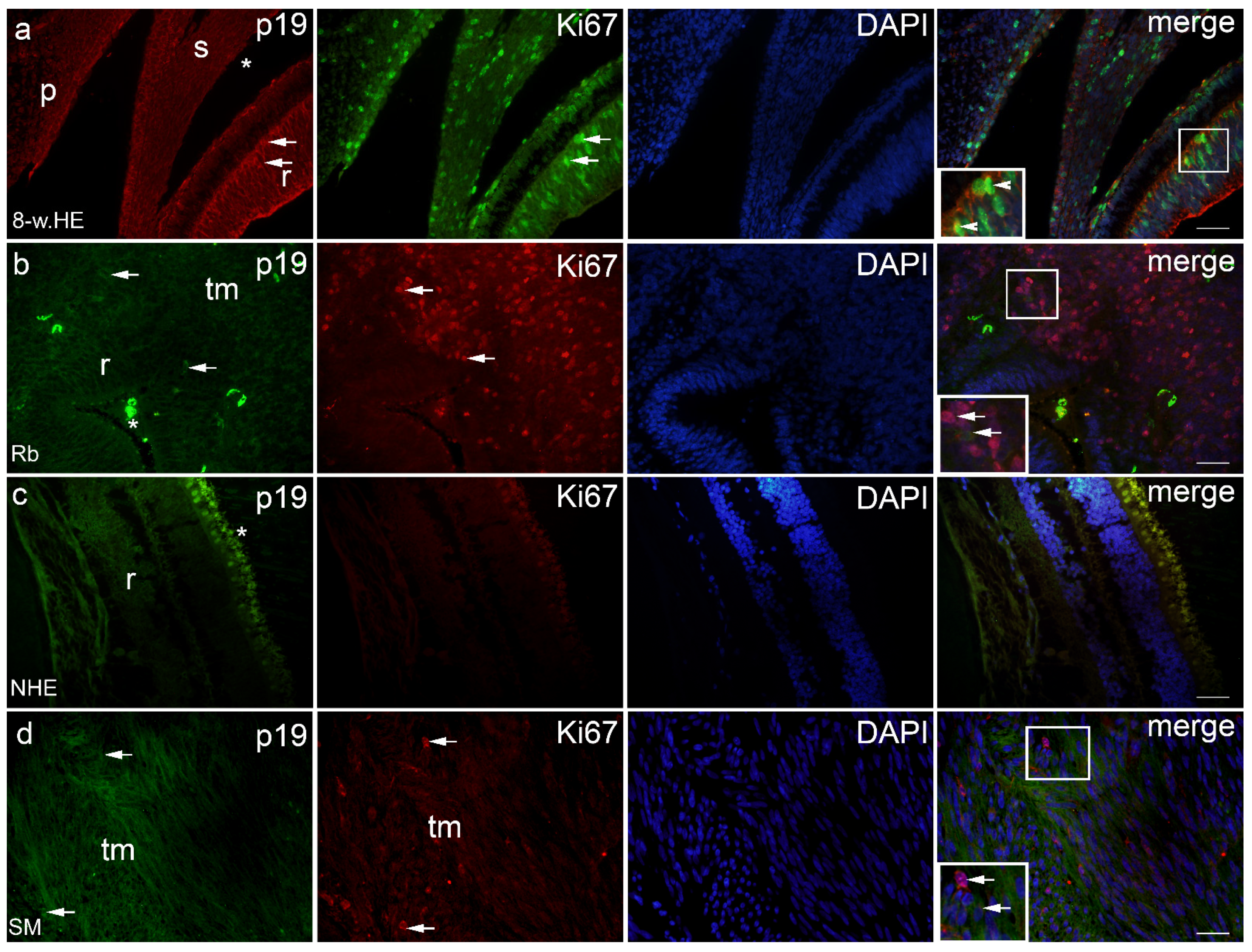 Ijms 23 09421 g002 Ijms 23 09421 g002