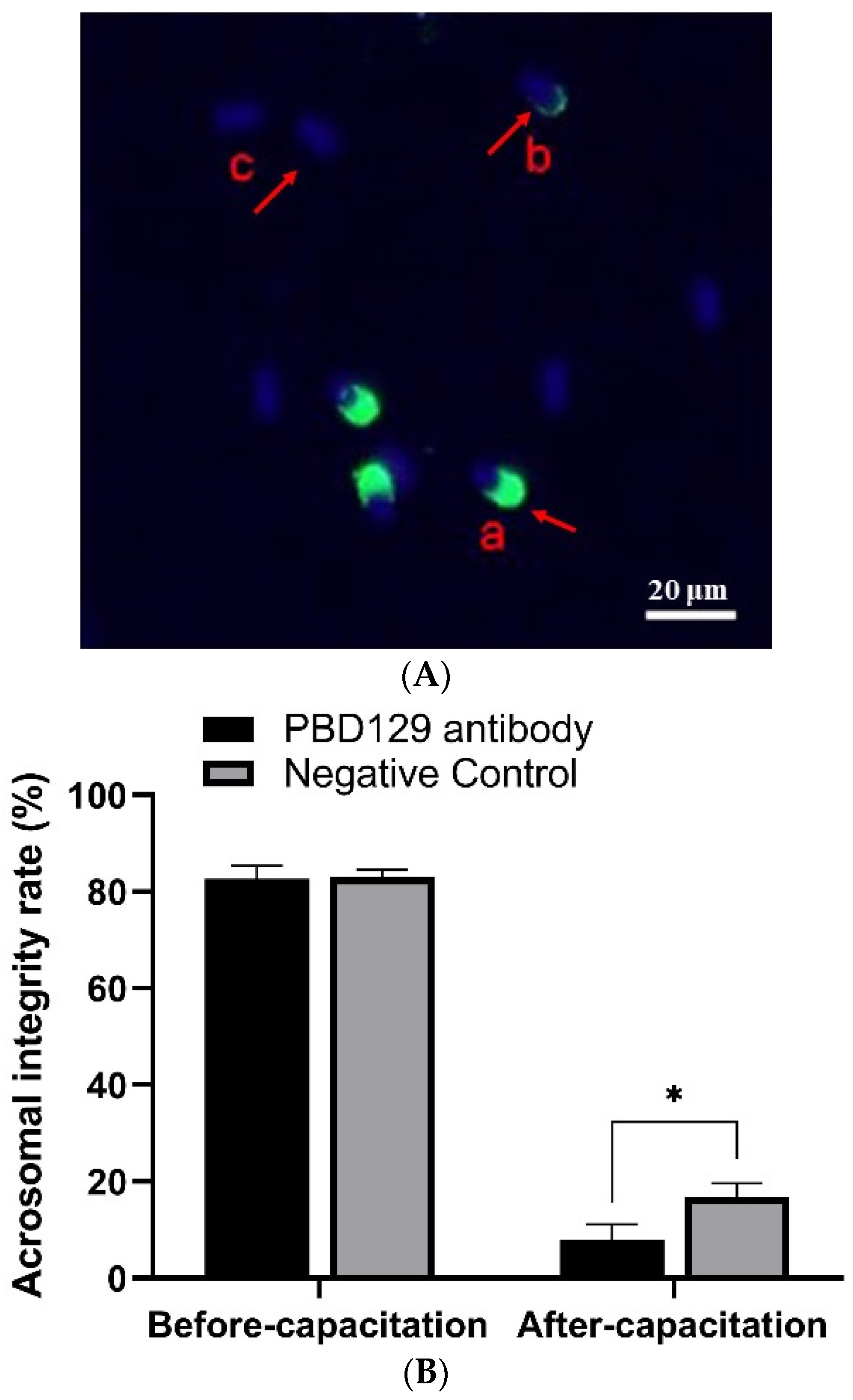 Ijms 23 09441 g007 Ijms 23 09441 g007
