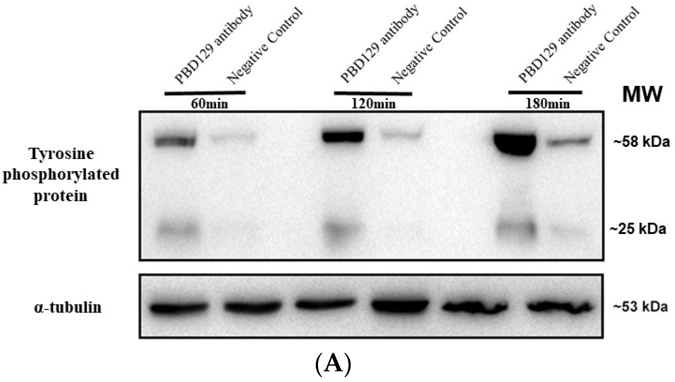 Ijms 23 09441 g008a Ijms 23 09441 g008a