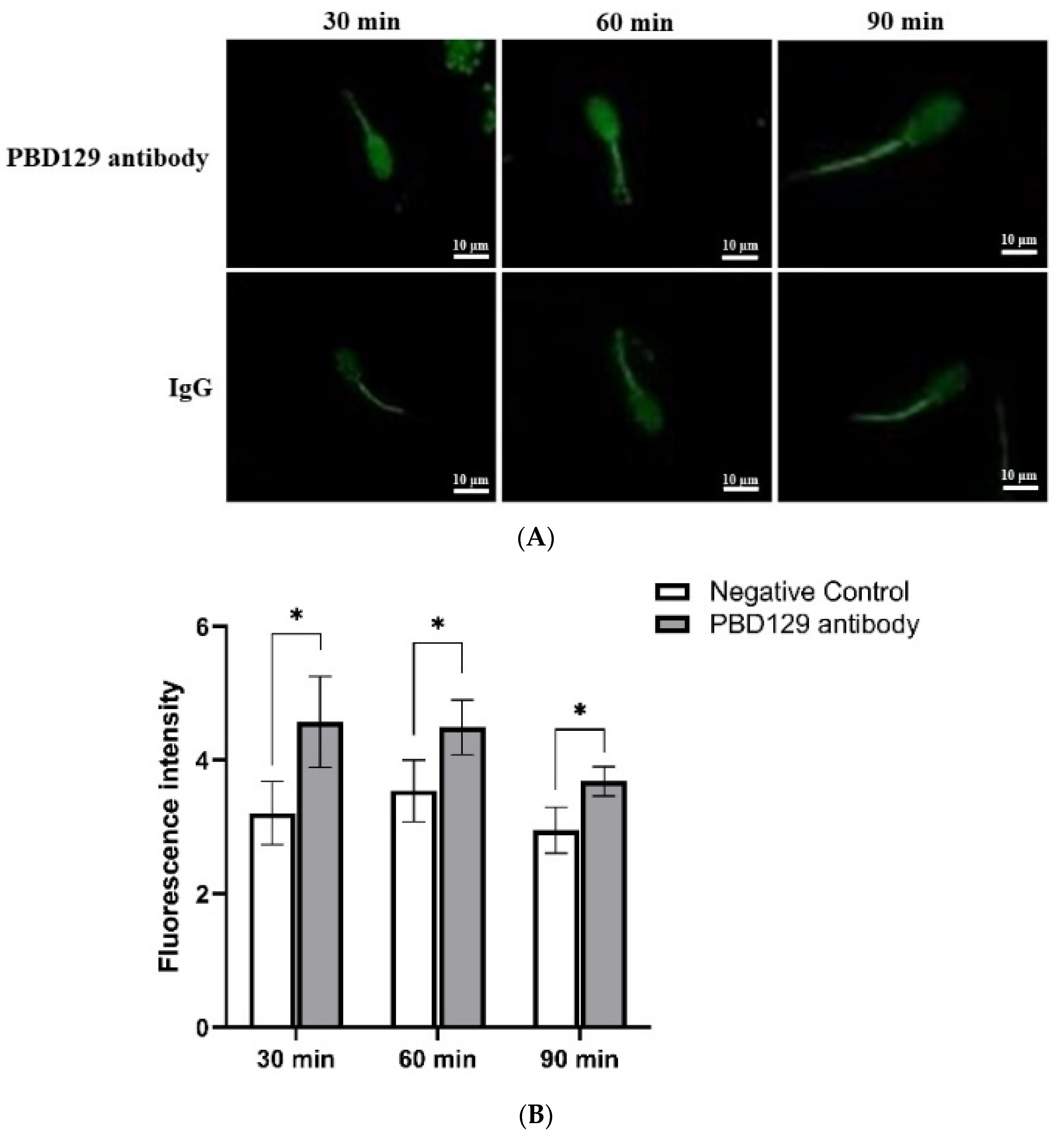 Ijms 23 09441 g010 Ijms 23 09441 g010
