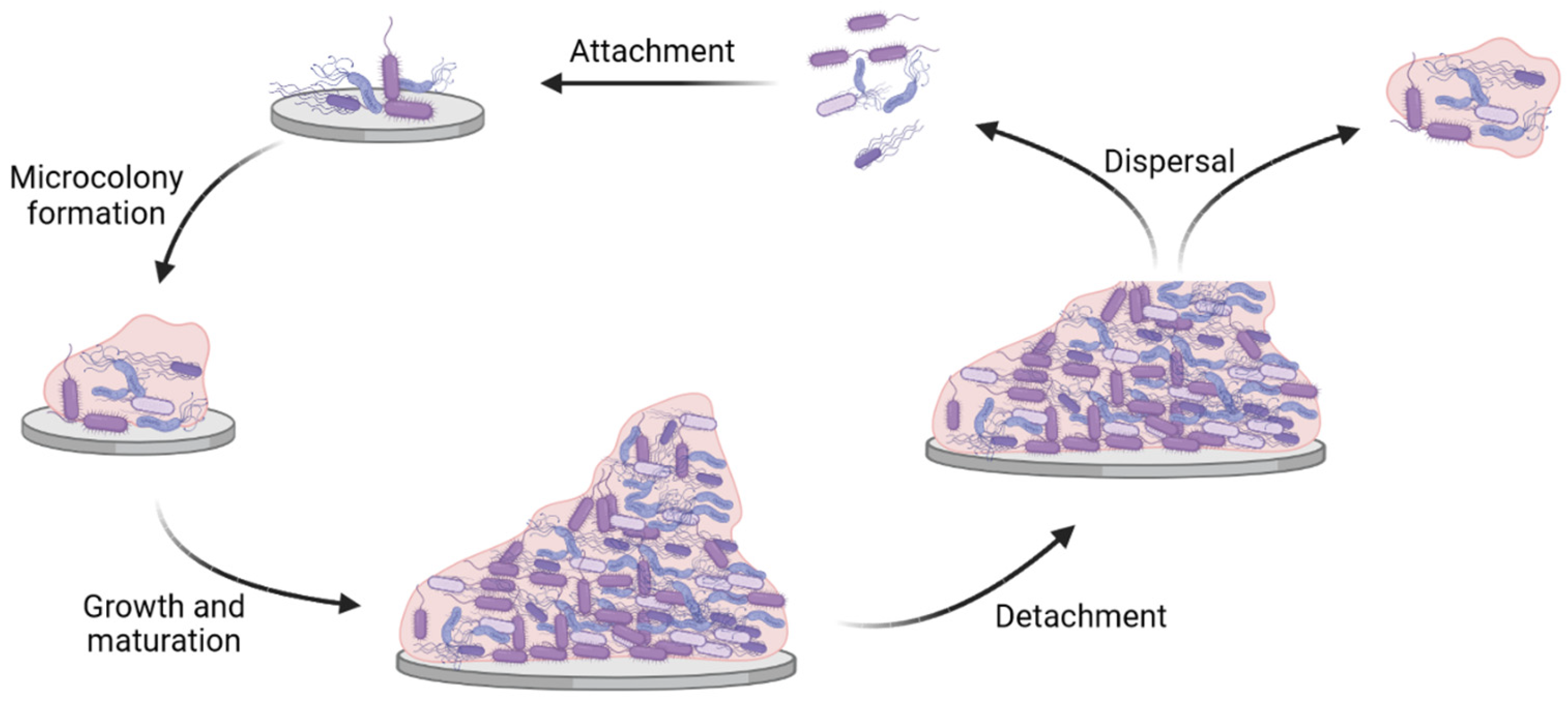 Recent Advances in the Control of Clinically Important Biofilms | MDPI