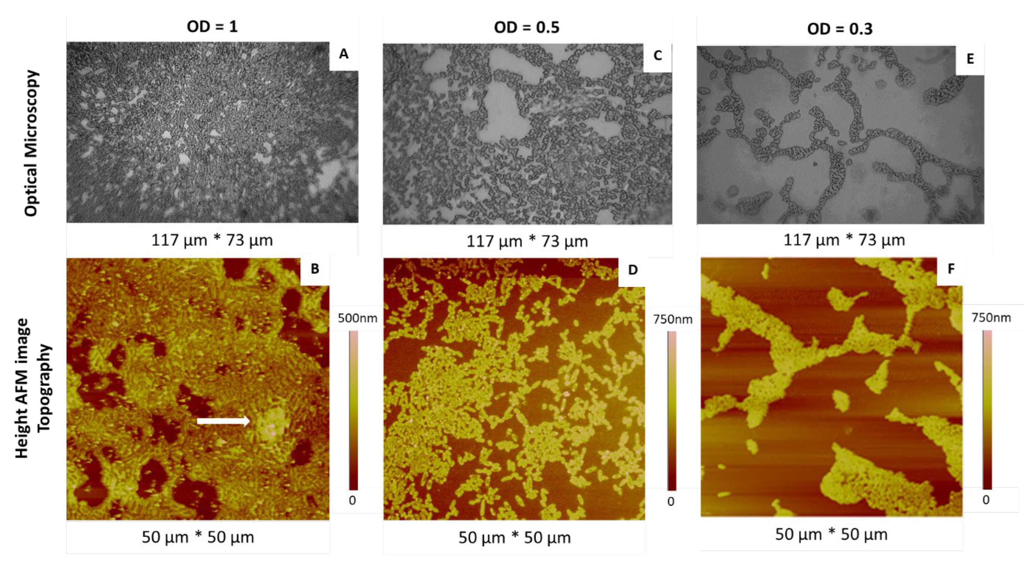 Ijms 23 09579 g001 Ijms 23 09579 g001