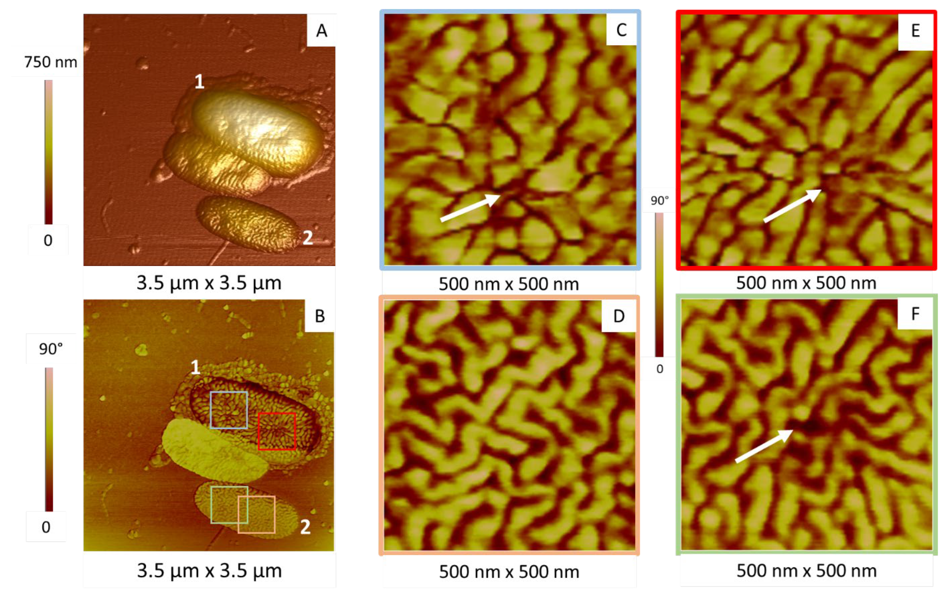 Ijms 23 09579 g006 Ijms 23 09579 g006
