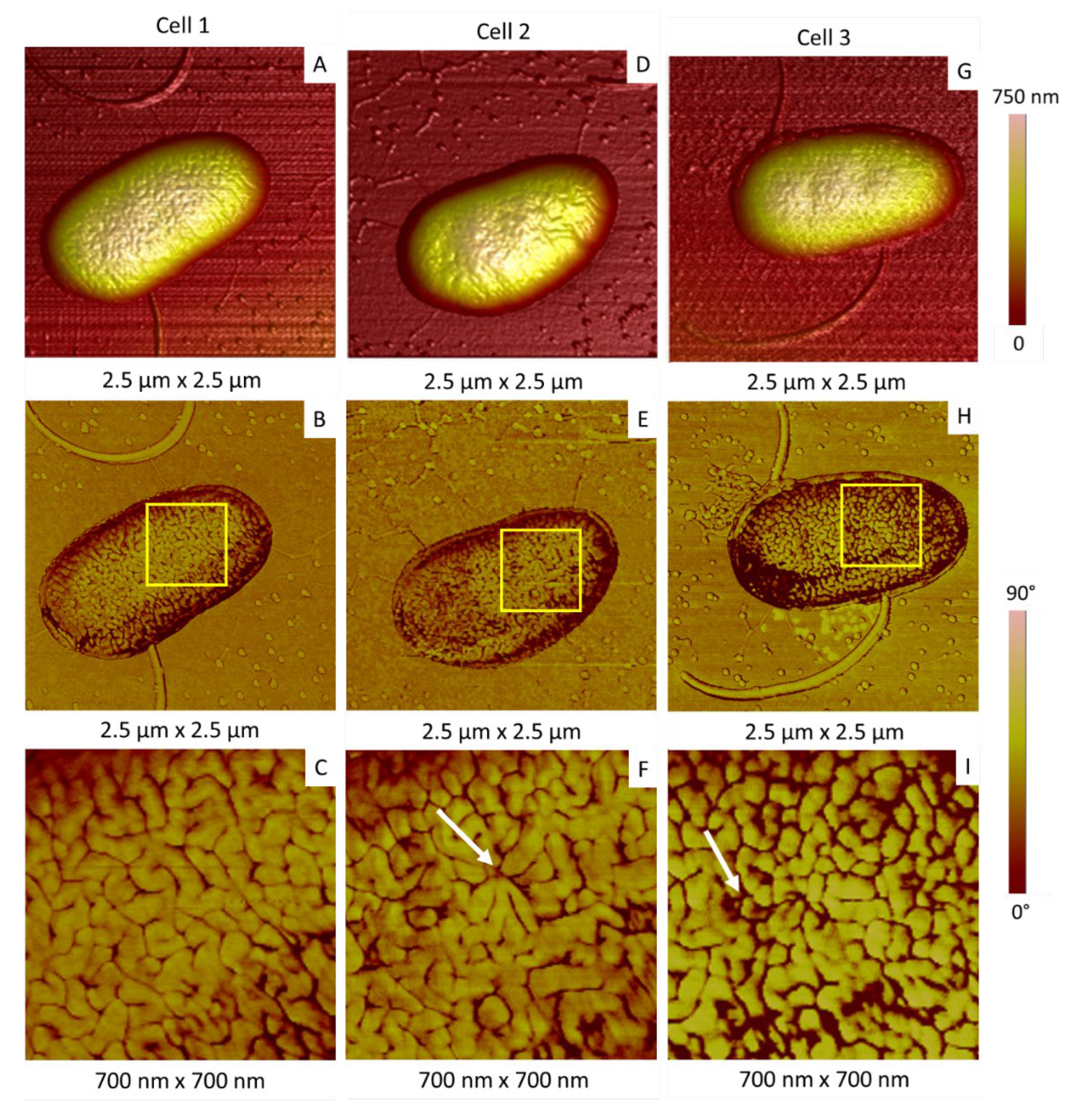 Ijms 23 09579 g007 Ijms 23 09579 g007