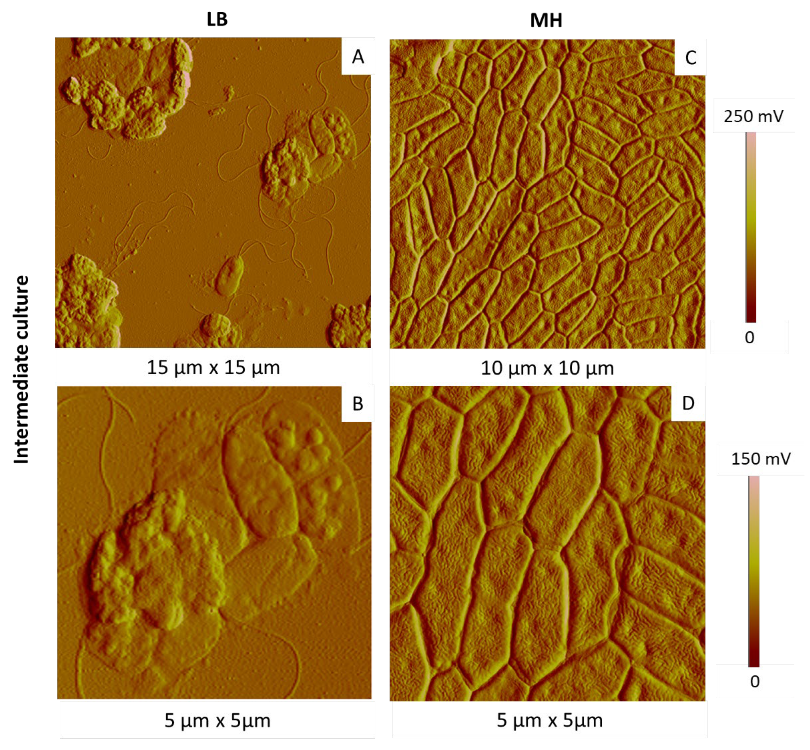 Ijms 23 09579 g009 Ijms 23 09579 g009