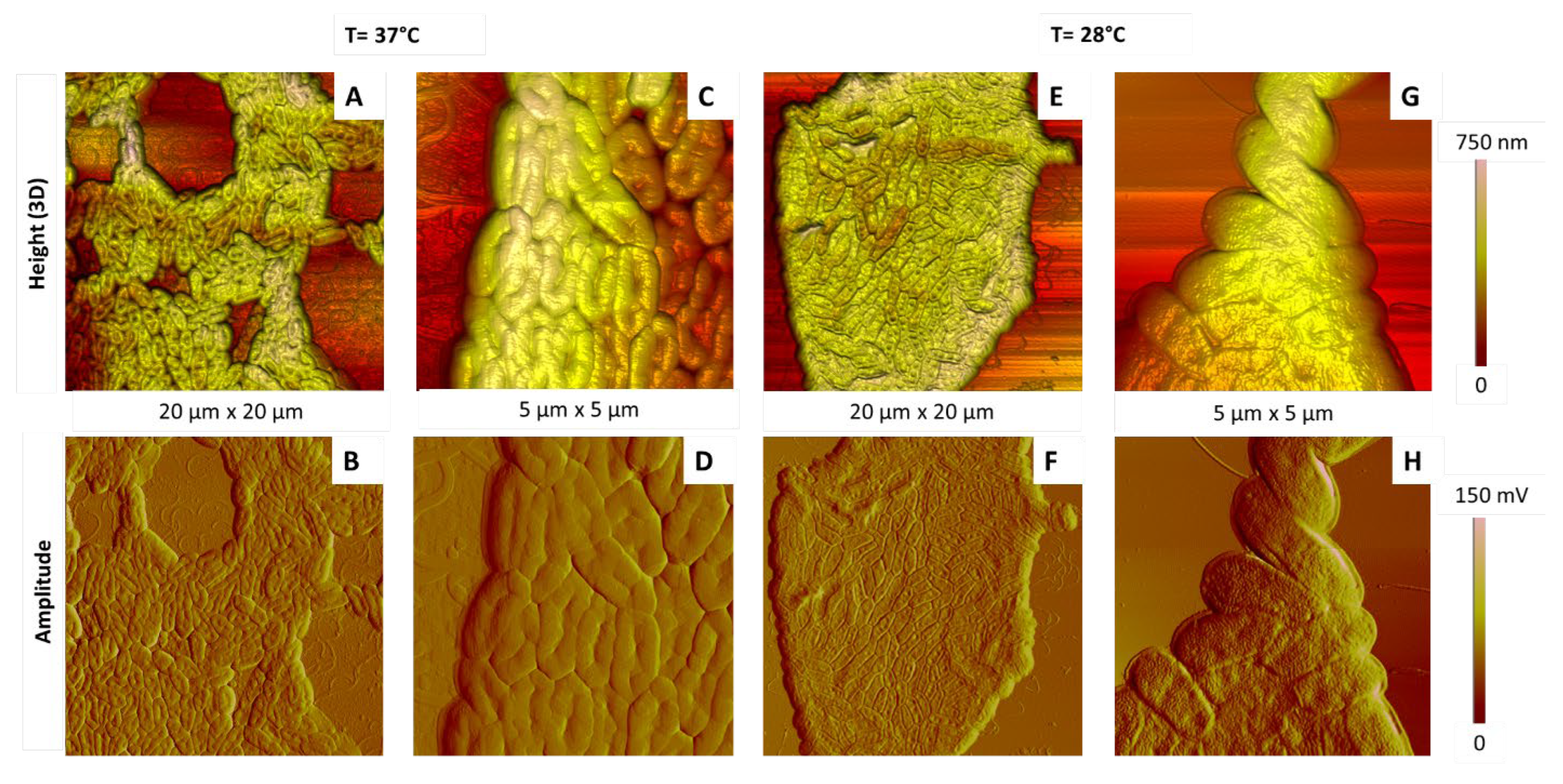 Ijms 23 09579 g010 Ijms 23 09579 g010