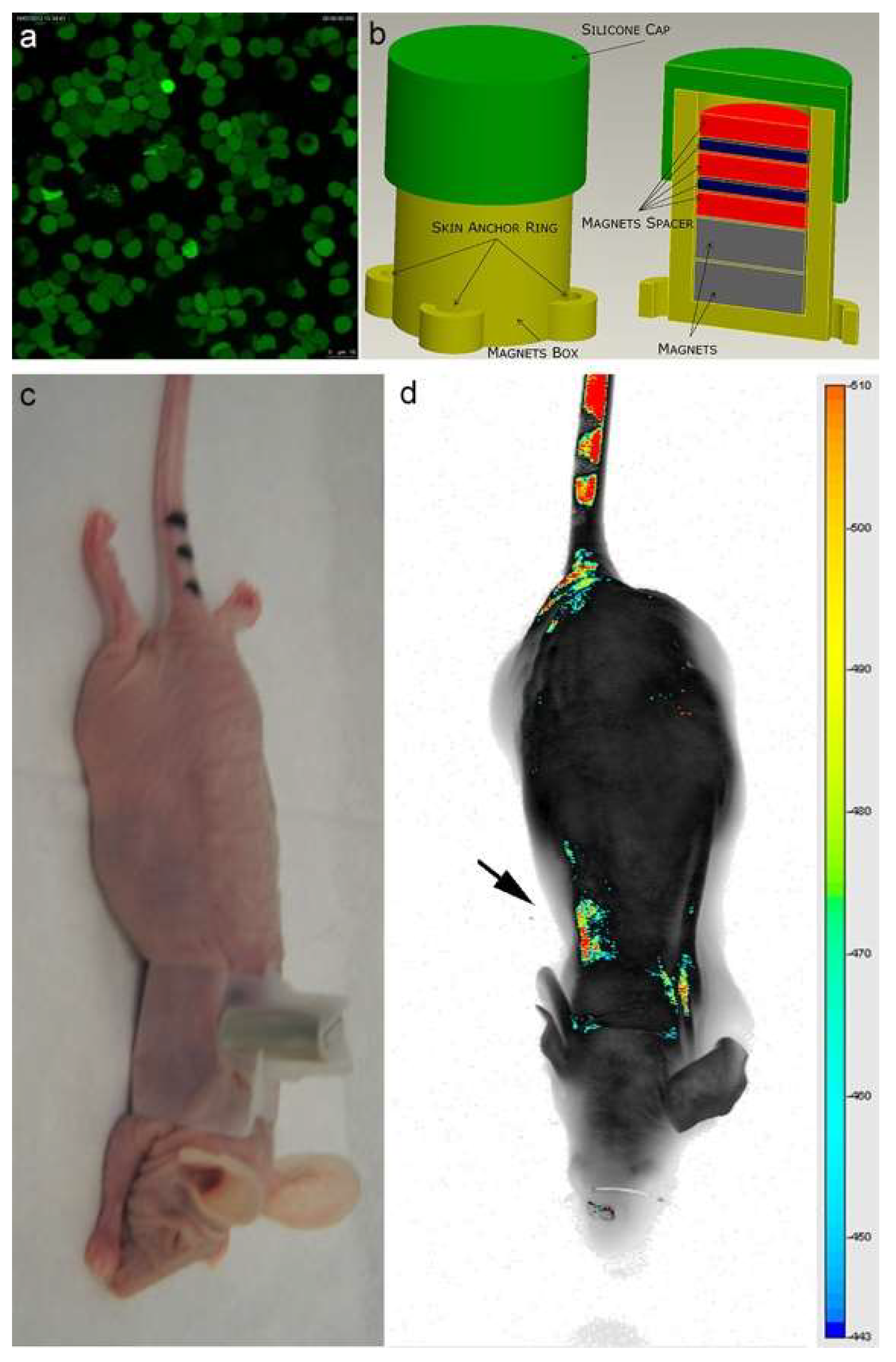 Ijms 23 09893 g003 Ijms 23 09893 g003