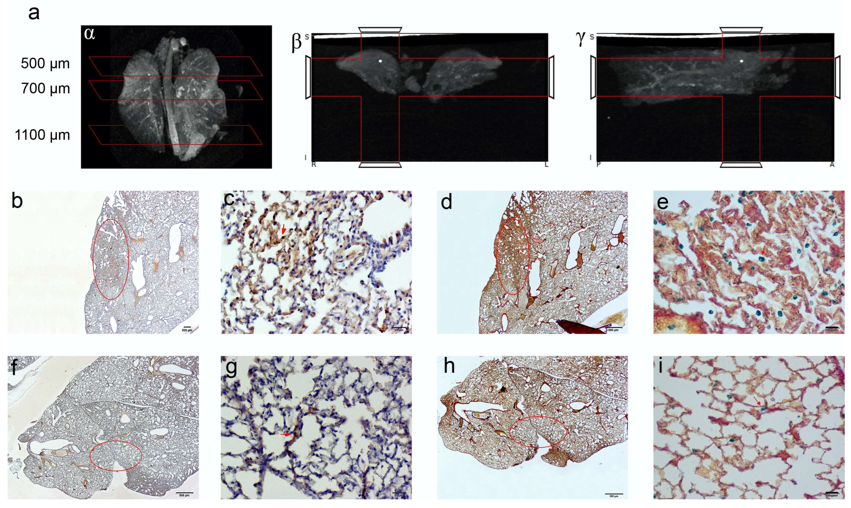 Ijms 23 09893 g006 Ijms 23 09893 g006
