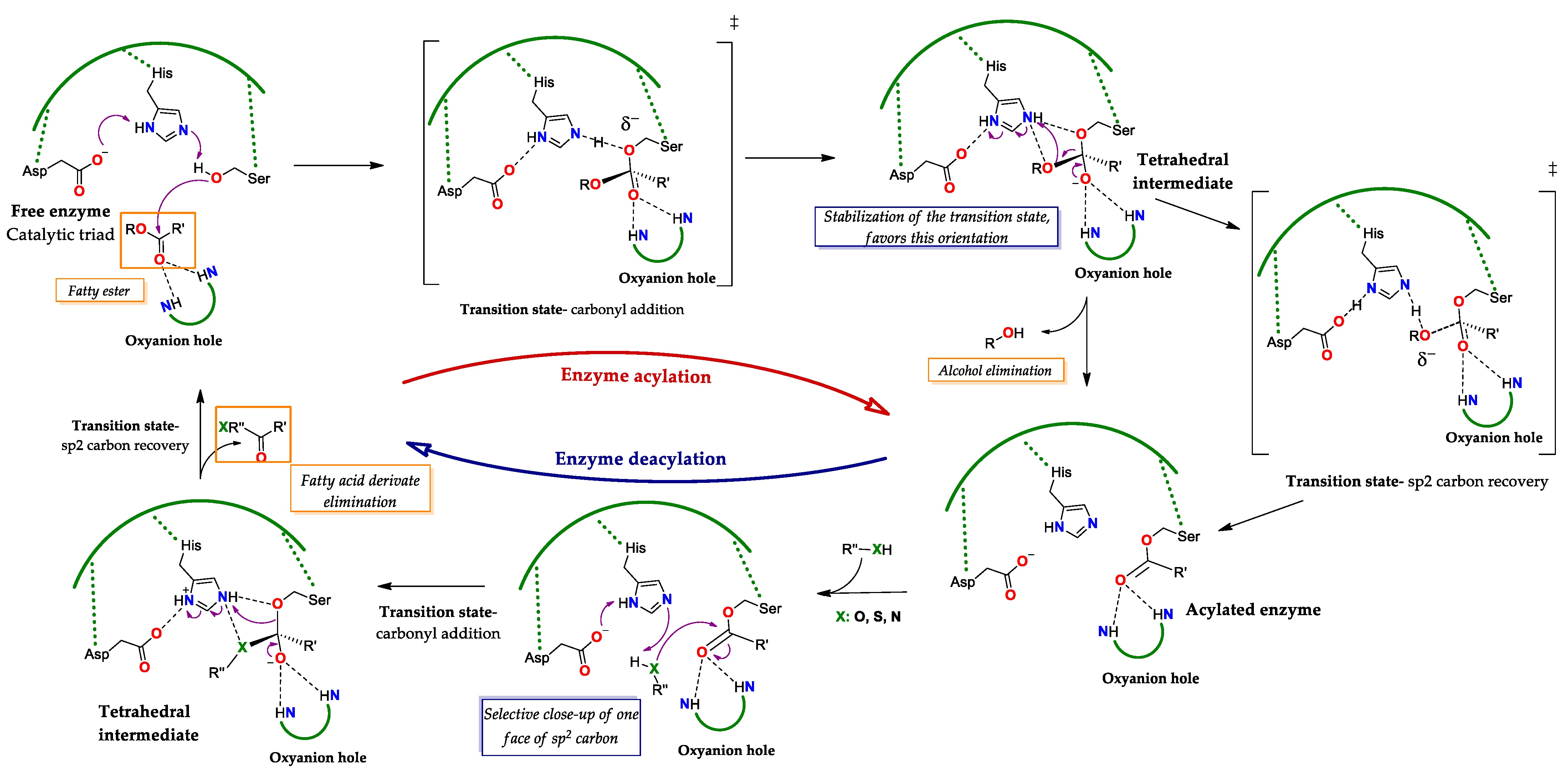 Ijms 23 09933 g003 Ijms 23 09933 g003